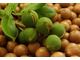 Macadamia Nuts sapling Needed