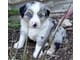 Australian shepherd puppies for adoption.