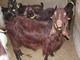 Sell damascus goat - cyprus