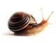 Snails-Helix aspersa Maxima