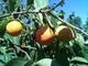 Persimmon for sale