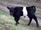 Registered youg Belted Galloway Bull Calf