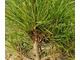 Offer Chinese White Pine seeds