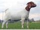 Fullblood Boer Buck for Sale