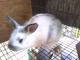 Rabbit\'s for sale