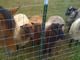 Middle Tennessee Shetland Sheep for sale