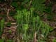 Required toothed clubmoss plants or seeds