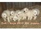 AKC Great Pyrenees puppies Ready Jan 20 2011