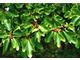 80% sassafras albidum oil EU