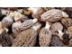 Natural morel for sale