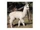 8 month white ultrafine alpaca female for $800