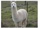 Gorgeous Female Alpacas from $800