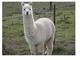 Young white female alpaca for $1,200