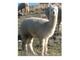 Stylish white female alpaca - Hailey