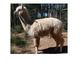 Splendid white alpaca young male for $600