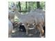 Pregnant white alpaca for $1,400