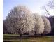 Large Caliper Bradford Pears