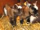 Healthy pygmy goats for sale