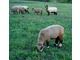 100% Romeldale/CVM Sheep-Registered-Reserve Now!