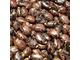 Castor Seeds Available