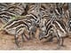 Emu chicks and fertile Emu eggs for sale