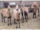 Rare Barbados Blackbelly starter flock