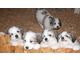 Great Pyrenees Puppies for Sale $150.00