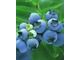 Blueberry anthocyanin