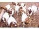 Boer Goat Saanen Pygmy Anglo Nubian Angora Goats