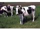 50 Holstein Heifers