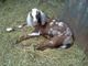 Spotted Nubian Buck