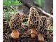 Morel mushrooms wild dried morels.