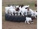 Boer Goats and Sheep now available