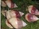 We have varieties of live snails for sale