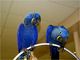 Pair Hyacinth macaw for sale