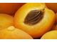 Buy Quality Fresh Apricot