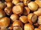 Hazel nuts for Sell.