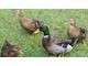 Rouen Ducks and Ducklings 2-10 wks