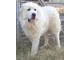 Great Pyrenees Pups CKC/AKC - Seguin, TX