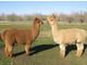 ARI and CLAA Registered alpacas