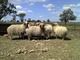 Awassi Fat tail sheep for sale.