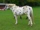 Appaloosa Gelding Horse