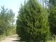 Standing Timber on 80 acres mostly Cedar