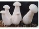 High quality Milky and Oyster Mushroom