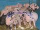 Miniature Pigs Micro Mini & Tea Cup Piglets