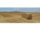Fresh and Fodder quality rice straw bale