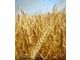 Durum wheat from Ukraine