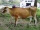 Registerd Jersey Heifer bred to New Zealand Bull