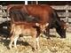 Mini Jersey Bull Calf for Sale
