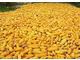 Selling Corn In Large Quantities